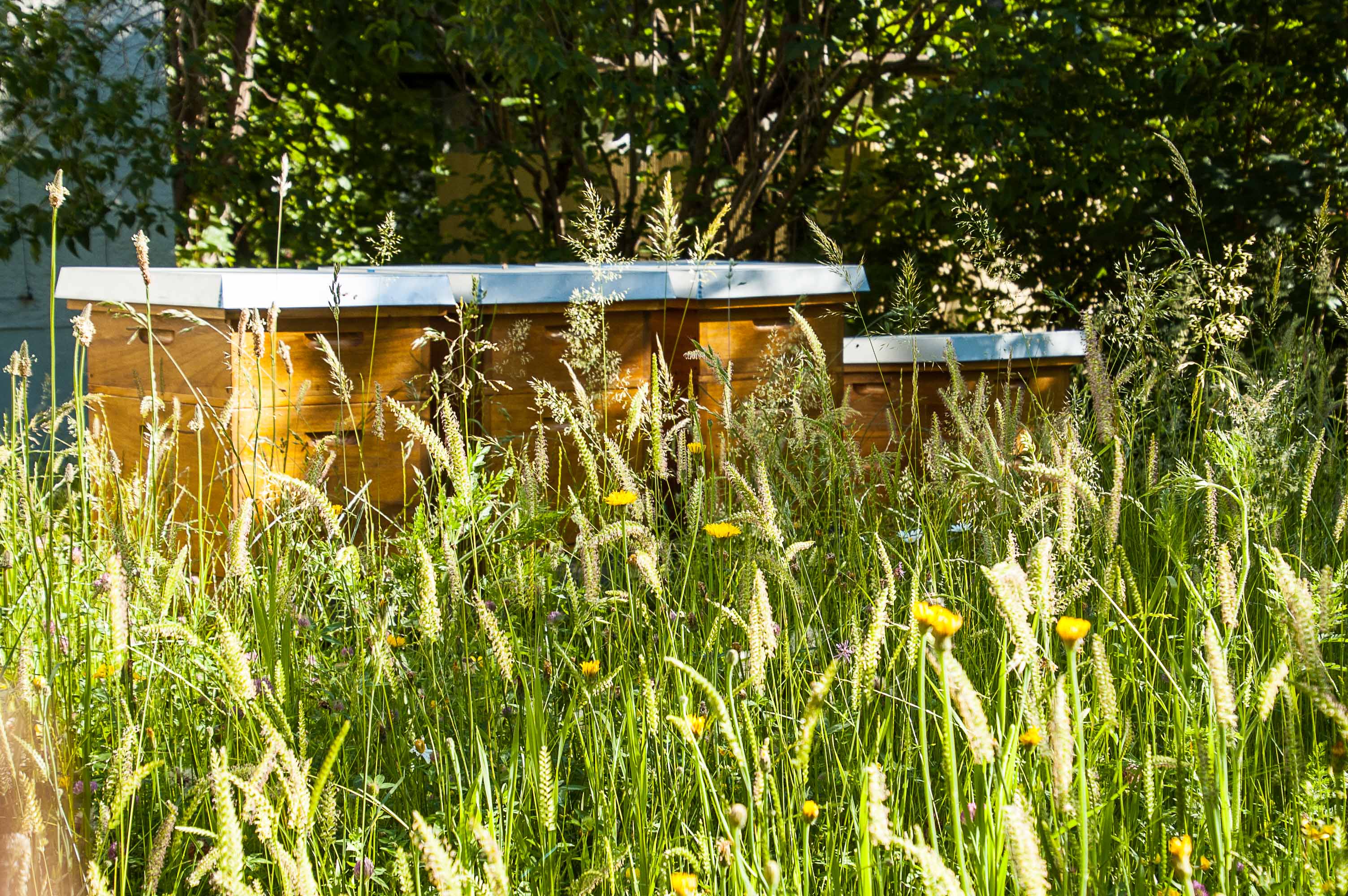 Bienenstöcke in der Natur