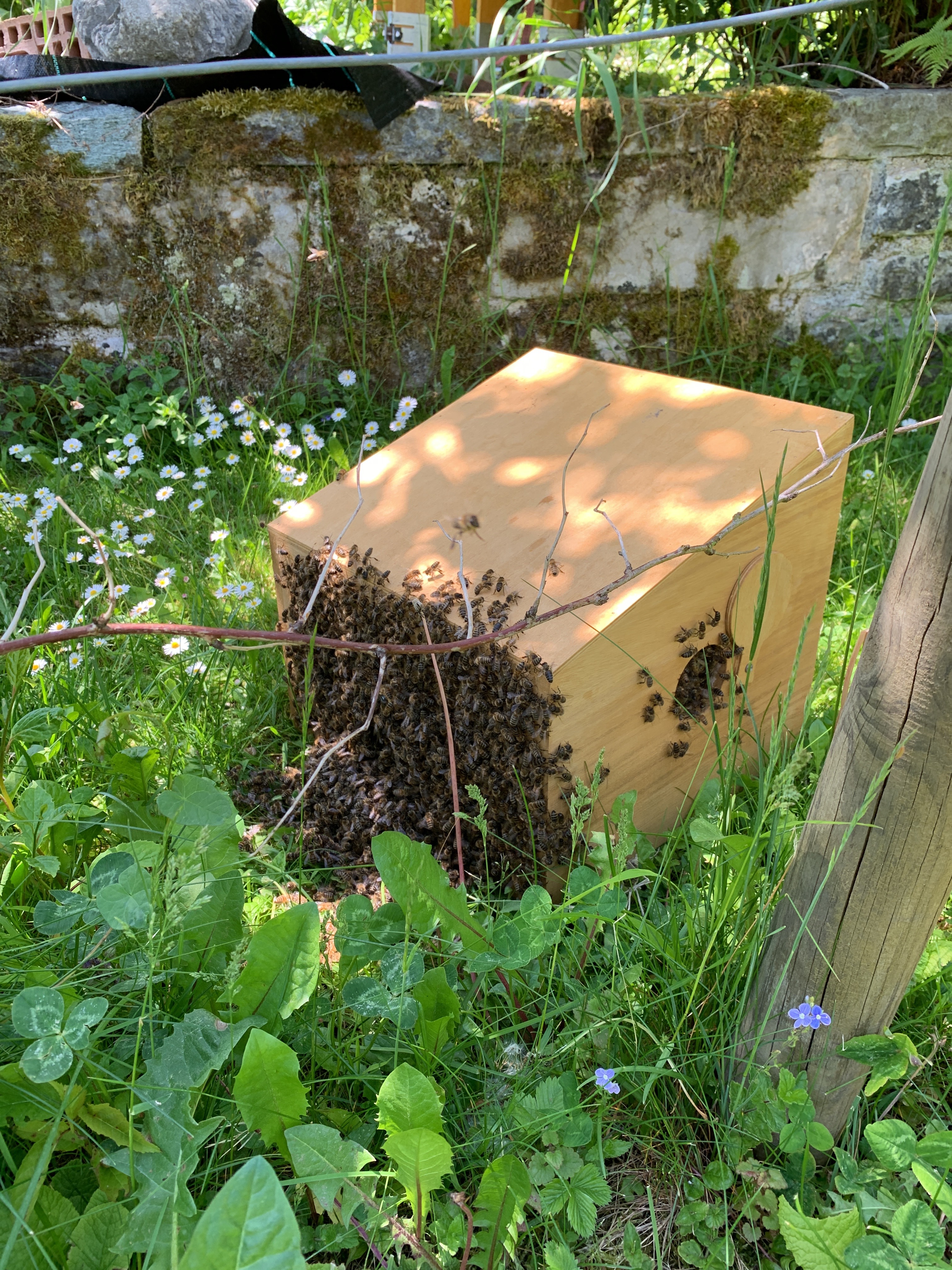 Bienenvolk